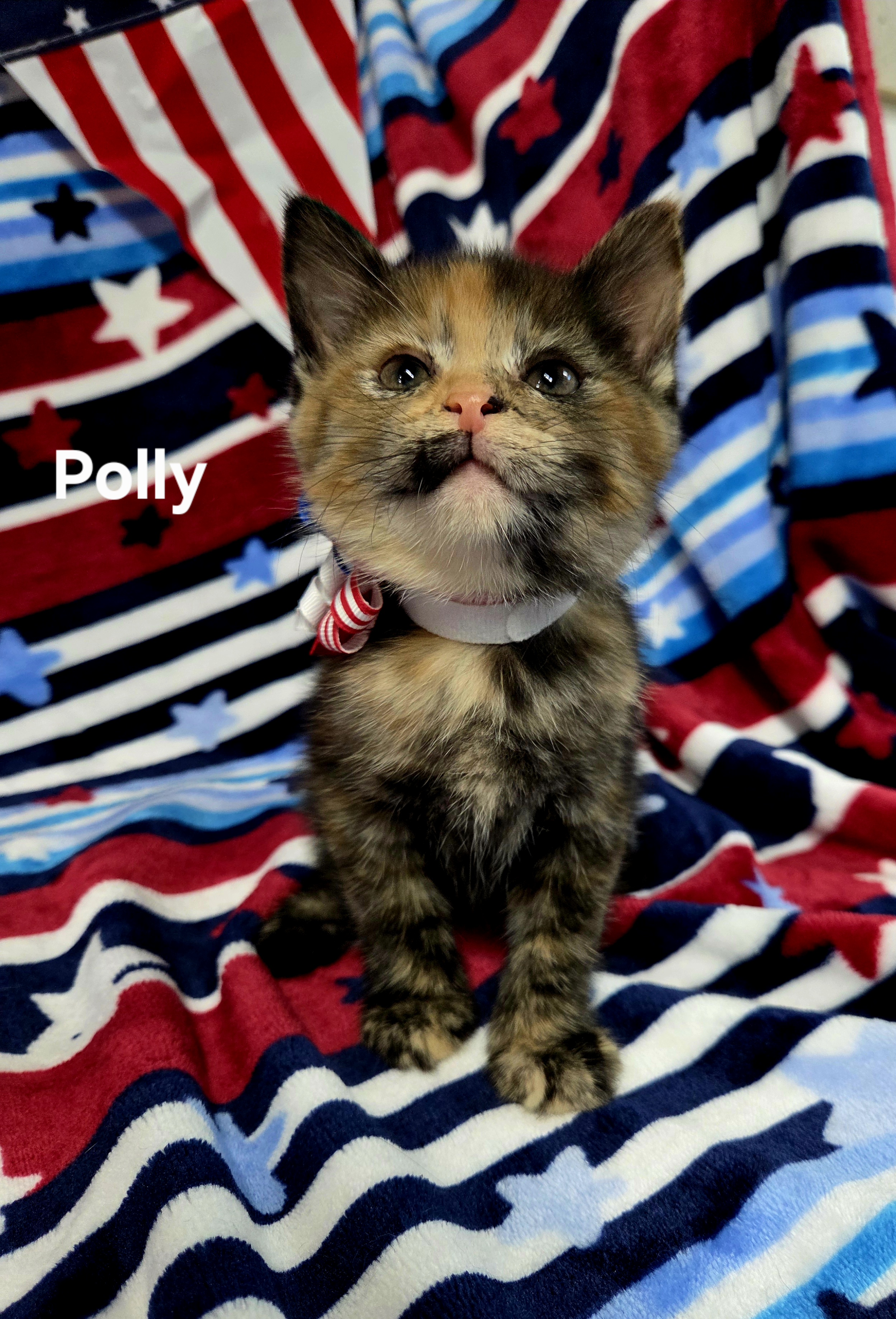 Polly